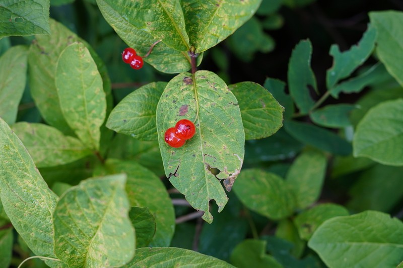 Lonicera tschonoskii photo 3