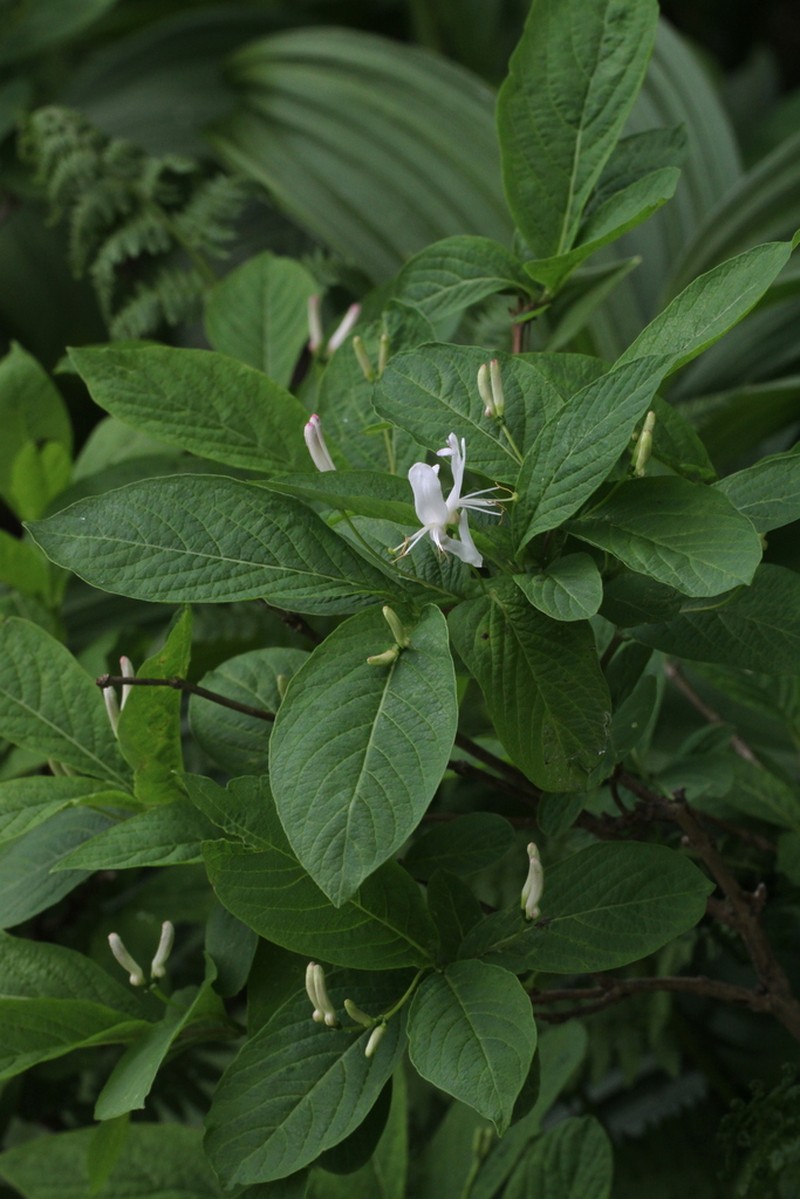 Lonicera tschonoskii photo 4