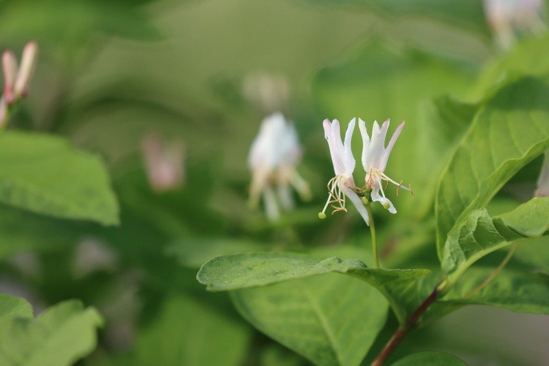 Lonicera tschonoskii photo 5