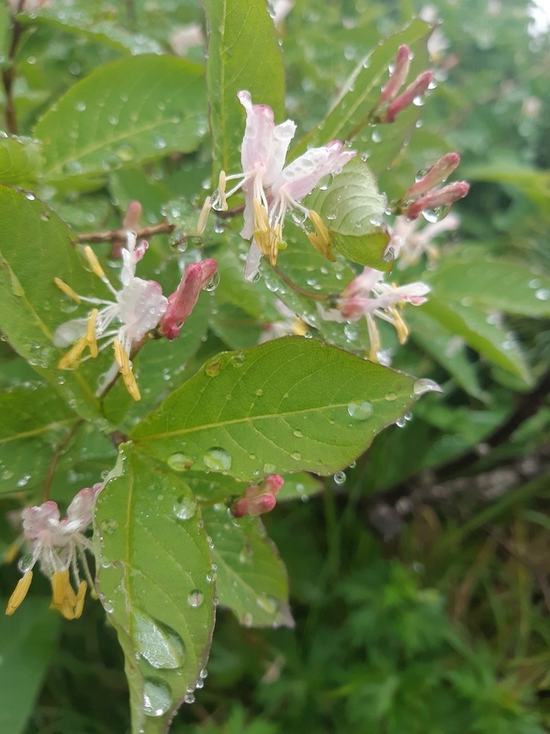 Lonicera tschonoskii photo 6