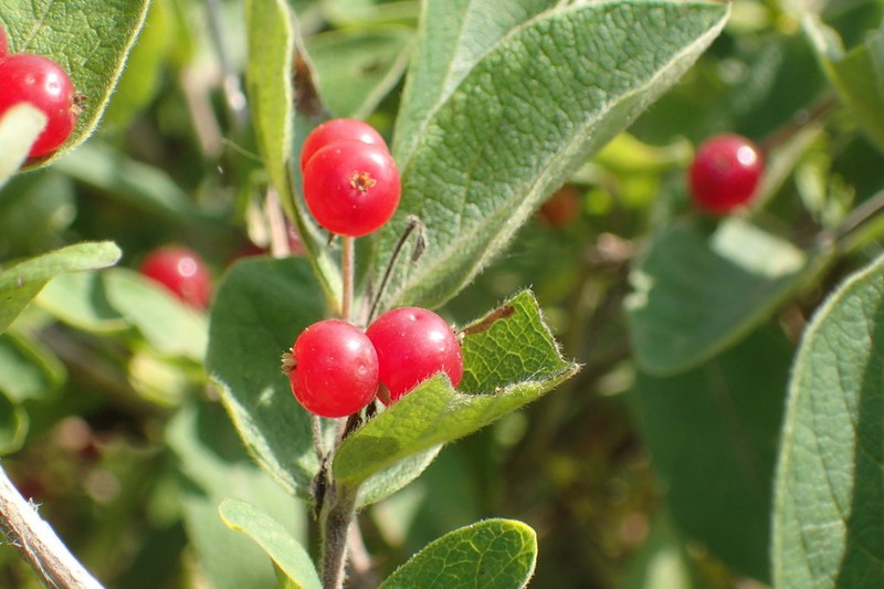 Lonicera tschonoskii photo 7