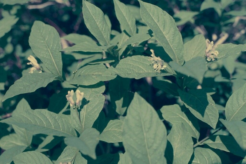 Lonicera tschonoskii photo 8