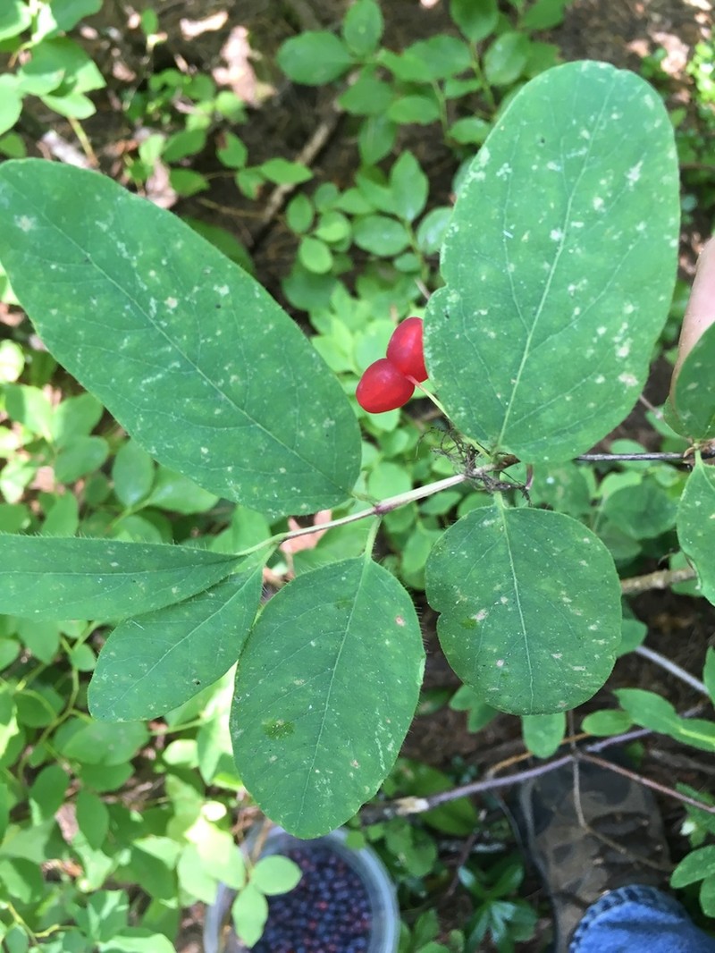 Utah Honeysuckle photo 2
