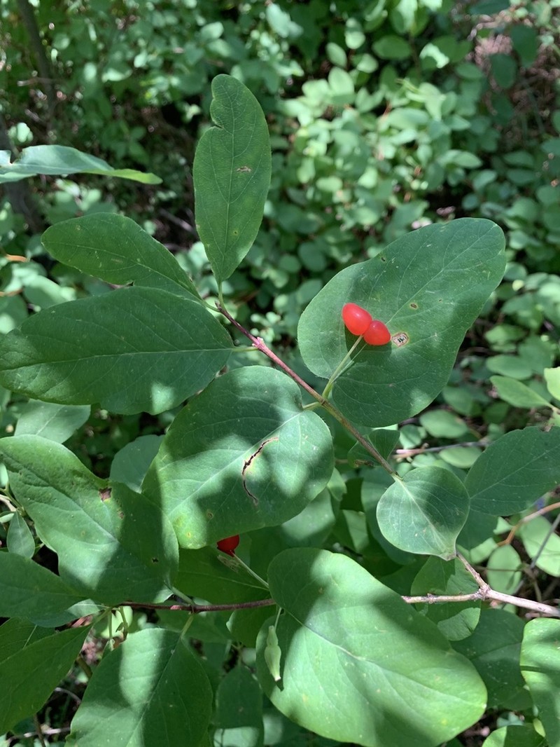 Utah Honeysuckle photo 3