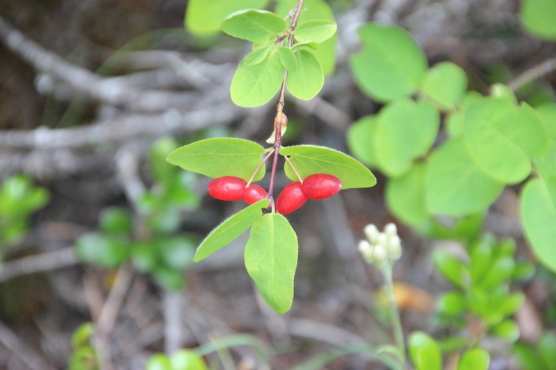 Utah Honeysuckle photo 4