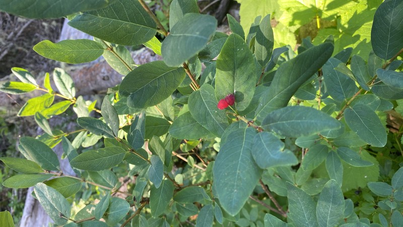 Utah Honeysuckle photo 5