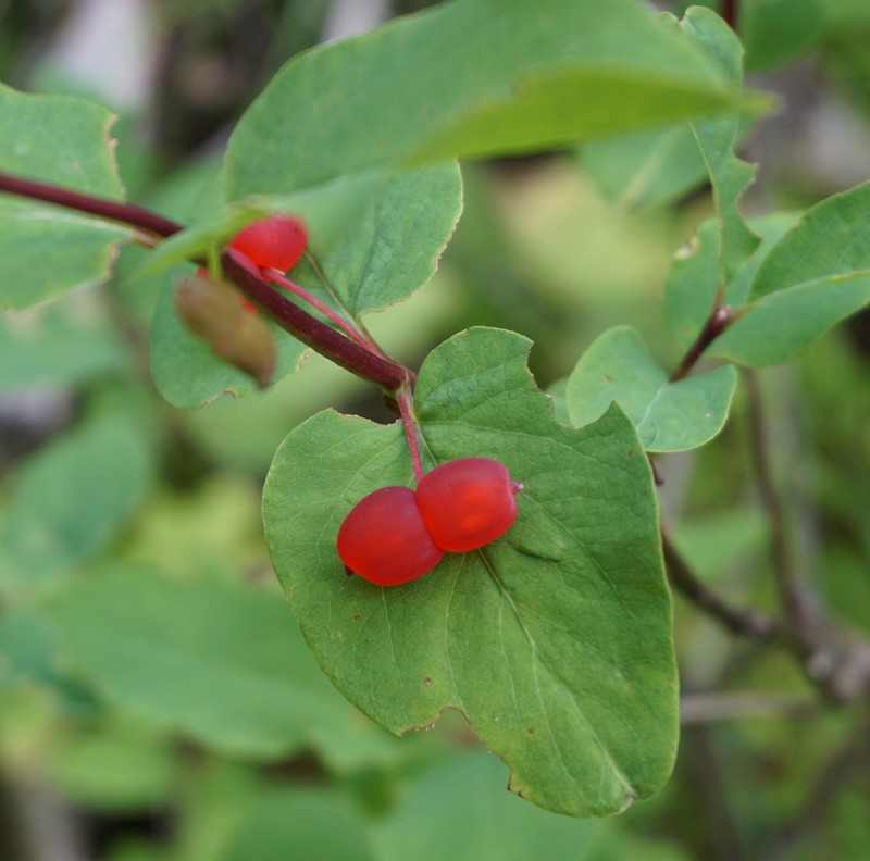 Utah Honeysuckle photo 6