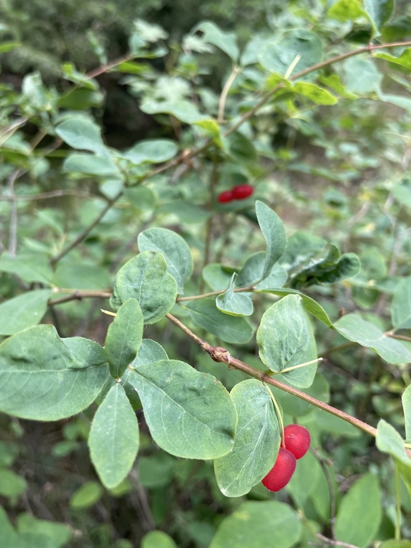 Utah Honeysuckle photo 7