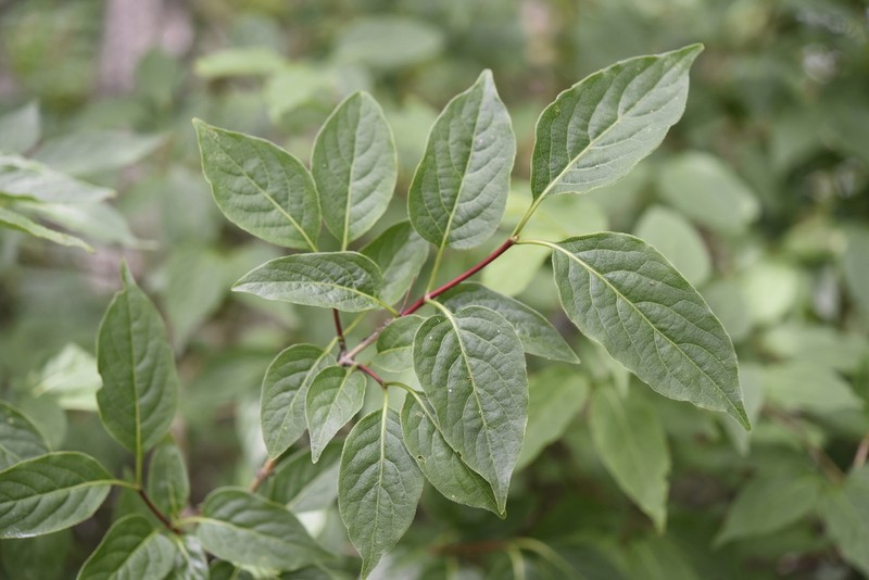 Lonicera vidalii