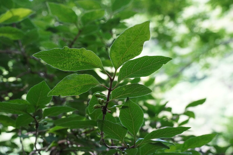 Lonicera vidalii photo 2