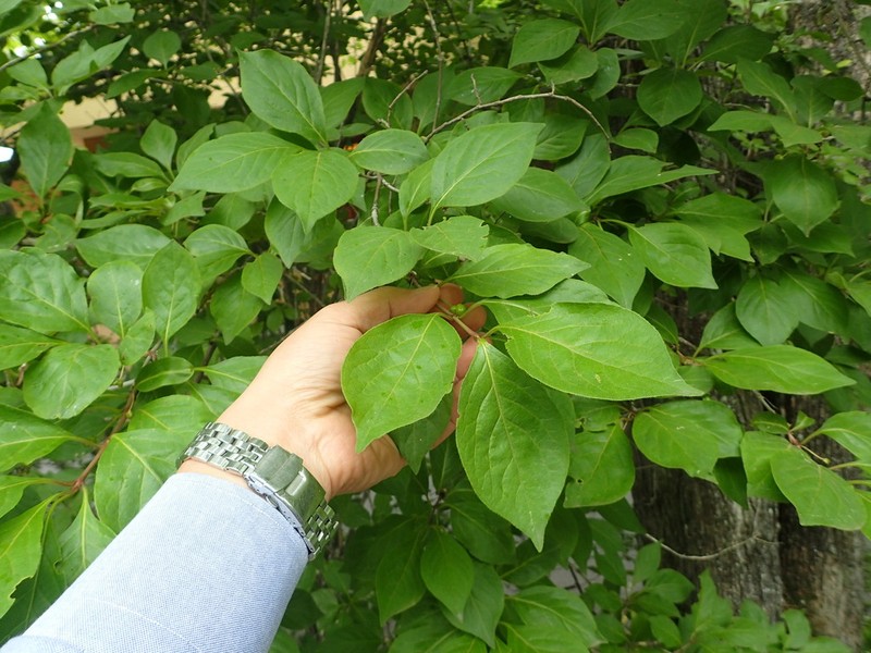 Lonicera vidalii photo 4