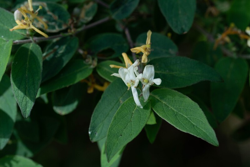 Lonicera vidalii photo 5
