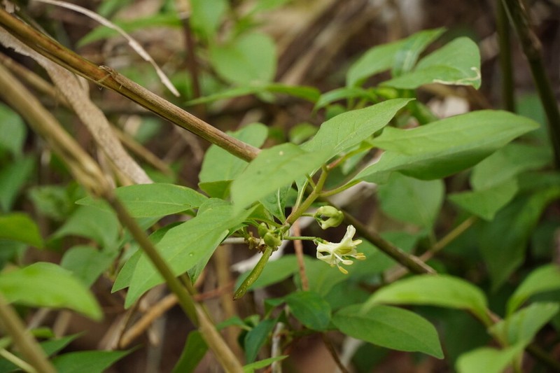 Lonicera vidalii photo 6