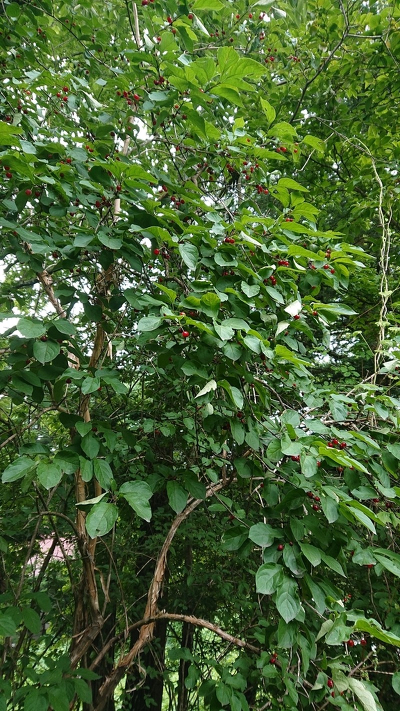 Lonicera vidalii photo 7