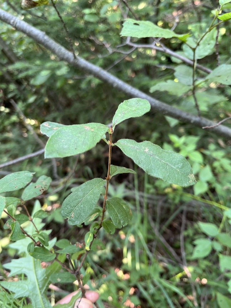 Mountain Fly Honeysuckle photo 3