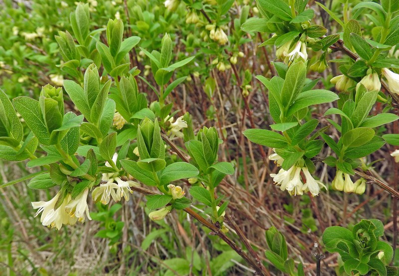 Mountain Fly Honeysuckle photo 6
