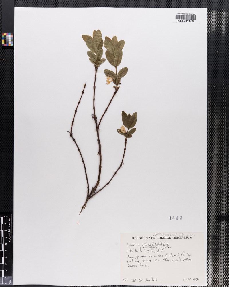 Lonicera villosa var. solonis