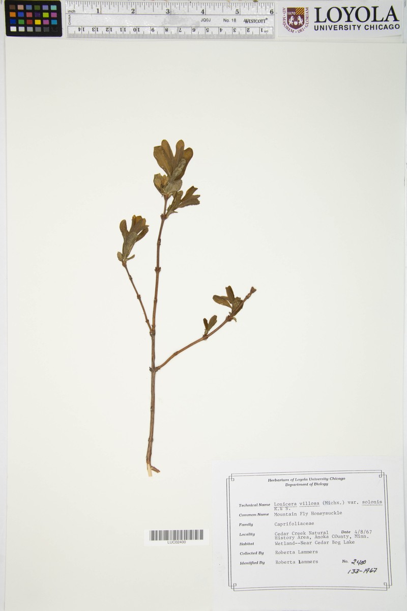 Lonicera villosa var. solonis photo 2