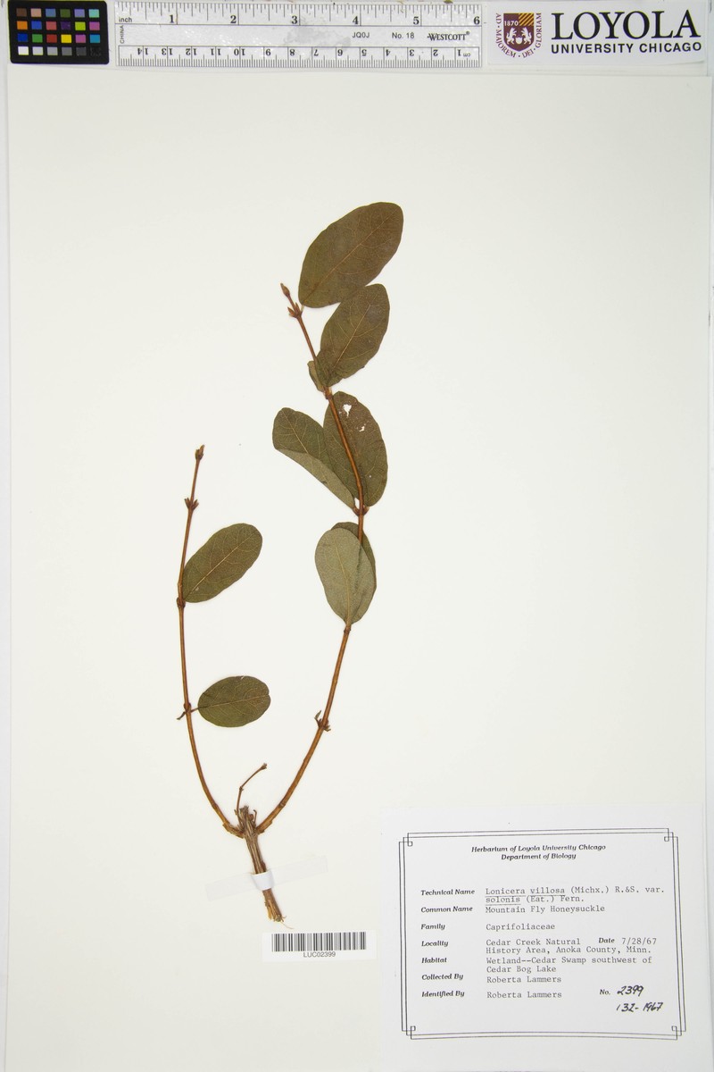 Lonicera villosa var. solonis photo 3
