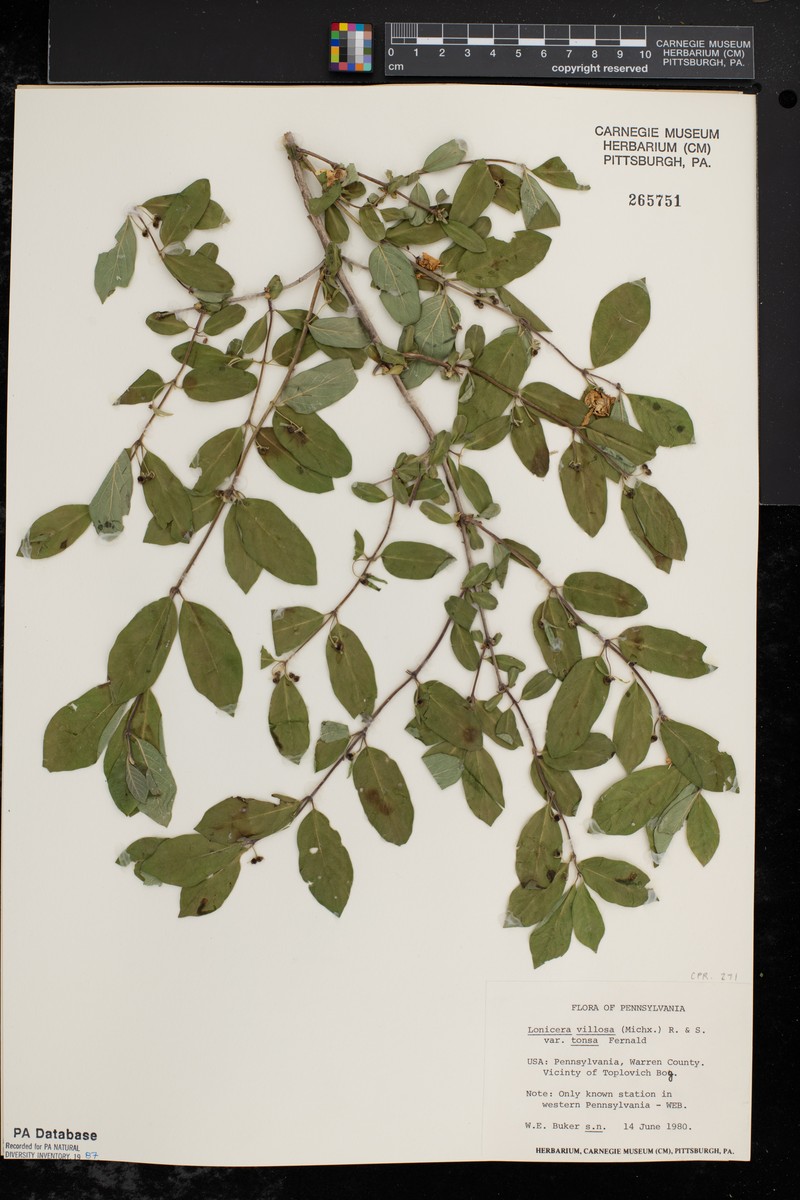 Lonicera villosa var. tonsa