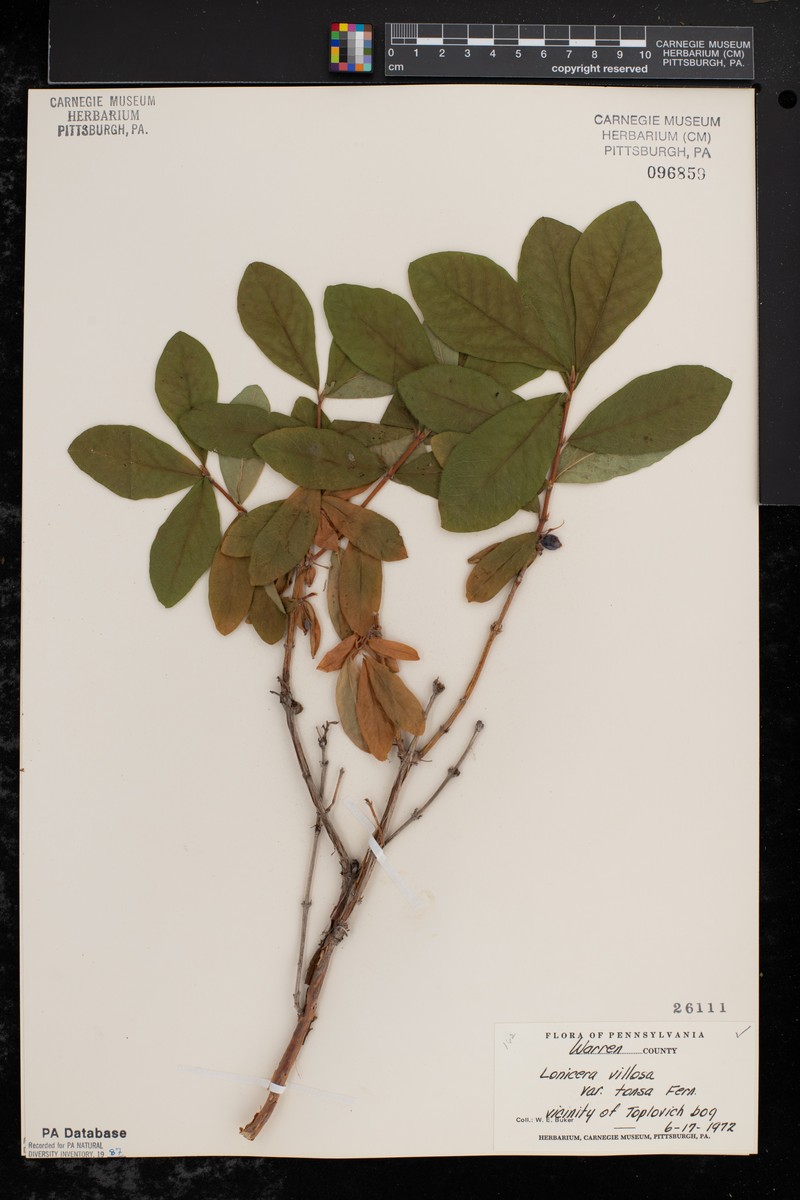 Lonicera villosa var. tonsa photo 2