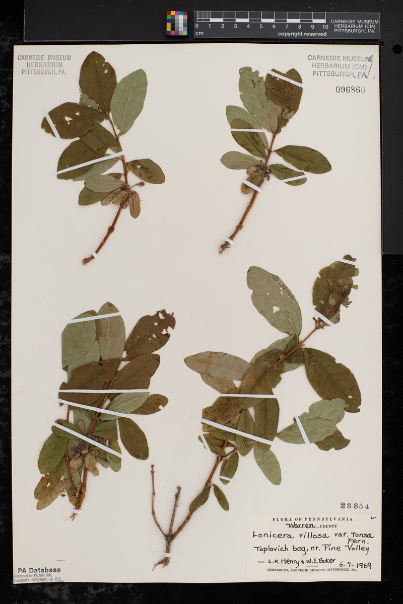 Lonicera villosa var. tonsa photo 3