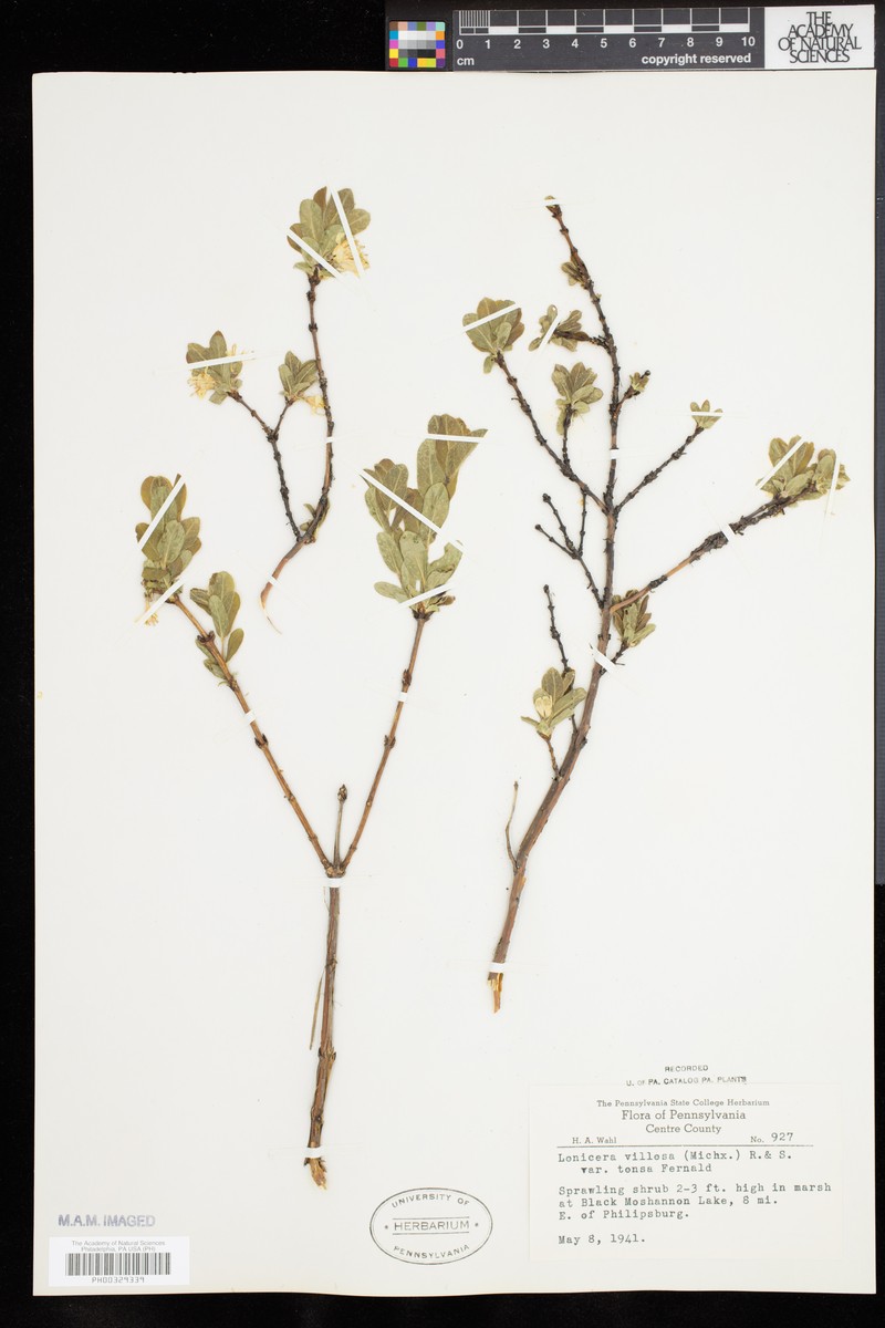 Lonicera villosa var. tonsa photo 4