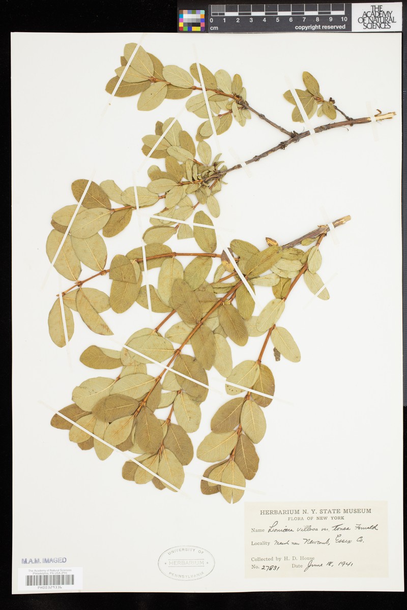 Lonicera villosa var. tonsa photo 5