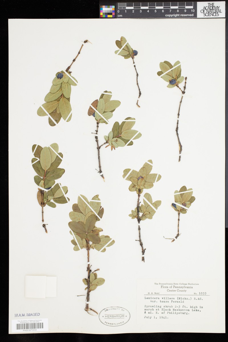 Lonicera villosa var. tonsa photo 6