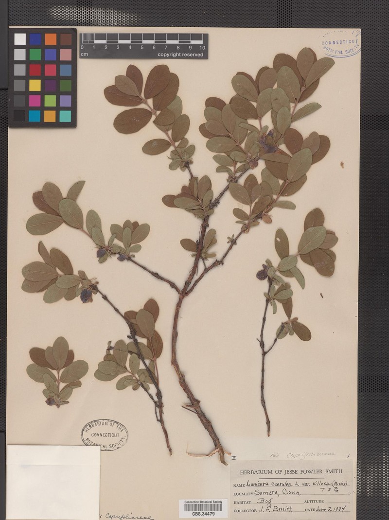Lonicera villosa var. villosa