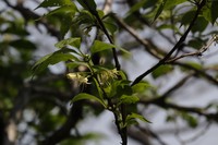 Lonicera heterophylla