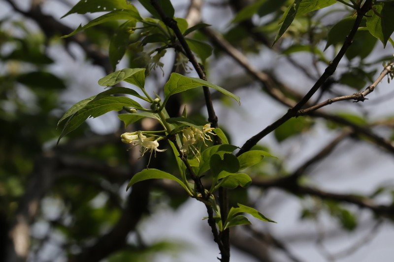 Lonicera heterophylla