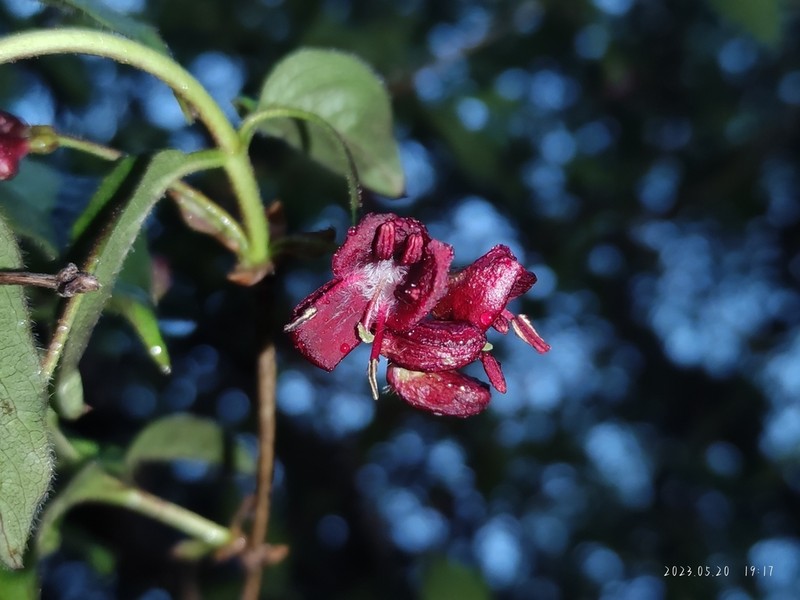 Lonicera heterophylla photo 2
