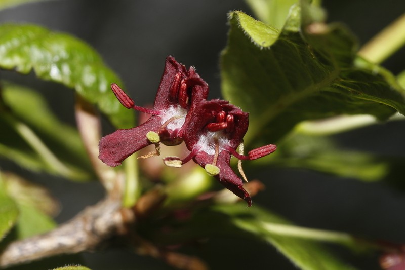 Lonicera heterophylla photo 3