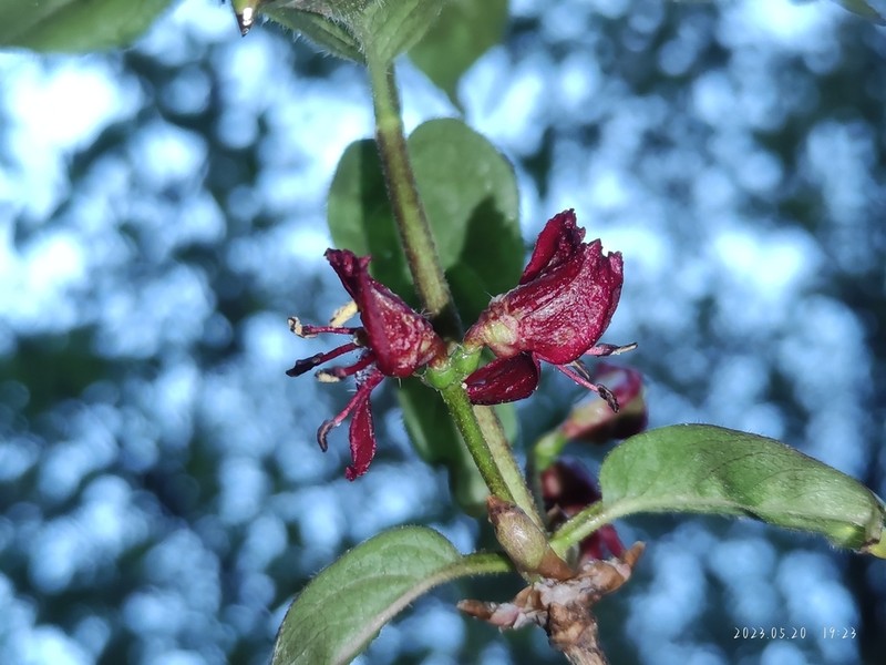 Lonicera heterophylla photo 5
