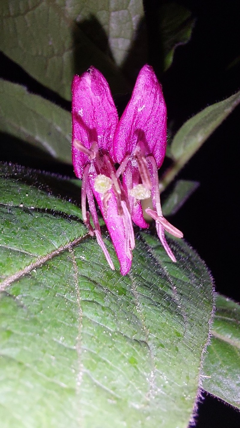 Lonicera heterophylla photo 8
