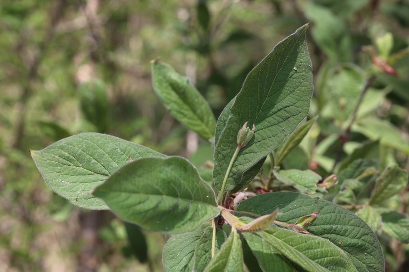 Lonicera tatsienensis photo 4