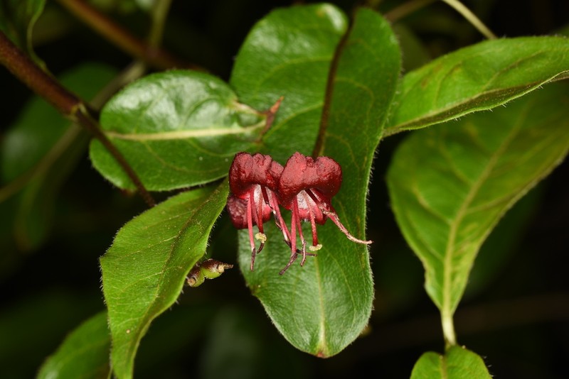 Lonicera tatsienensis photo 6