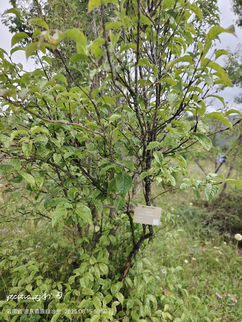 Lonicera tatsienensis photo 7