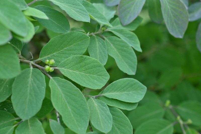 Dwarf Honeysuckle photo 4