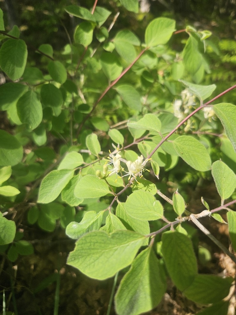 Dwarf Honeysuckle photo 5