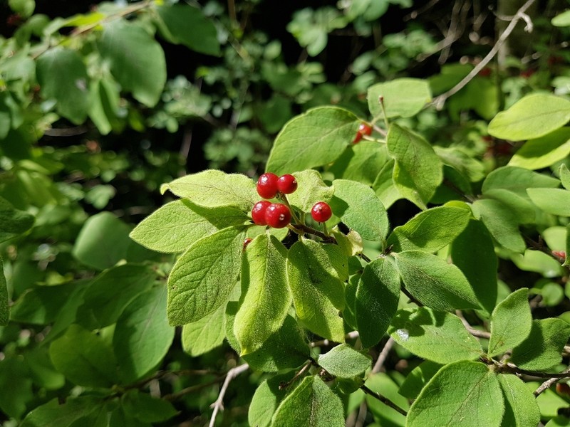 Dwarf Honeysuckle photo 6