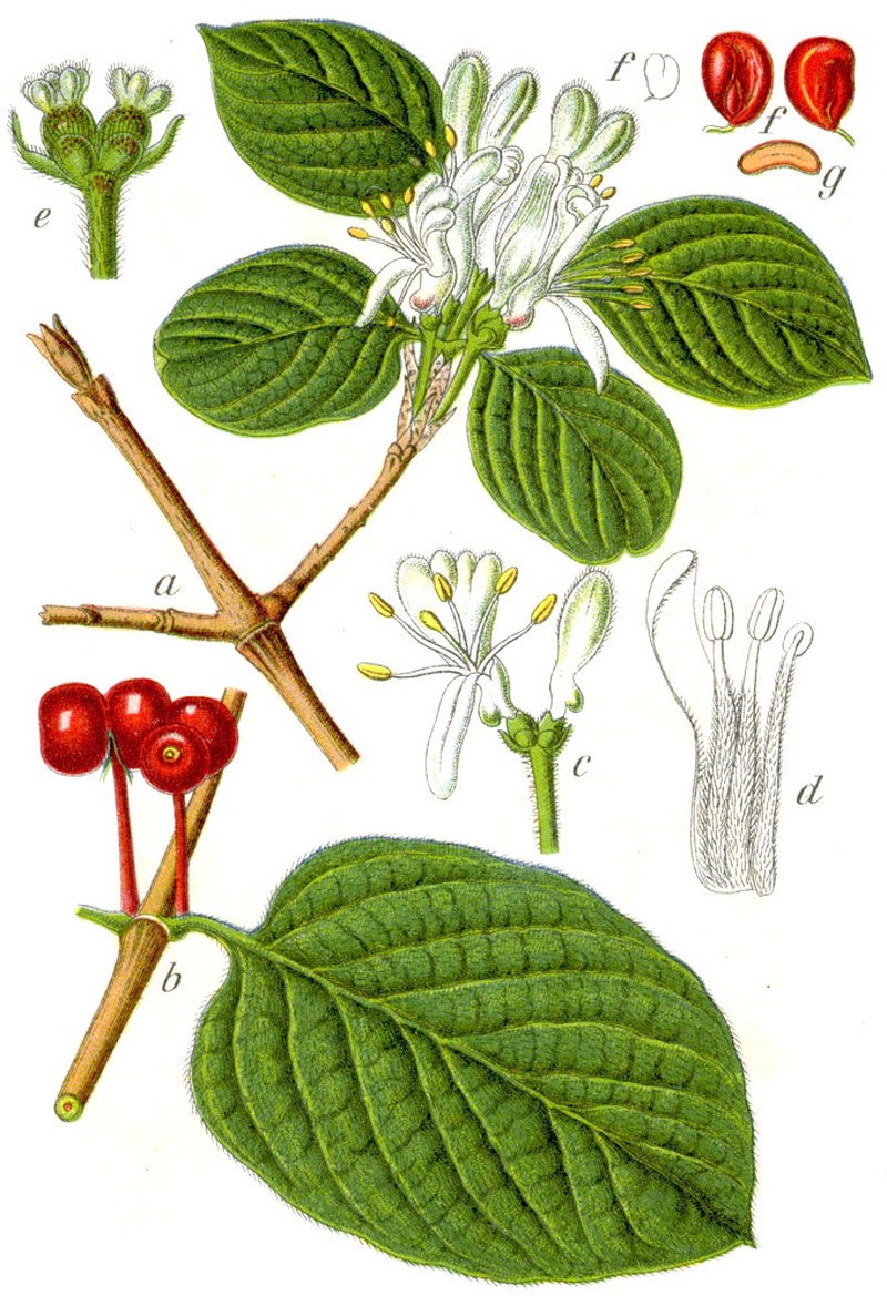 Dwarf Honeysuckle photo 3
