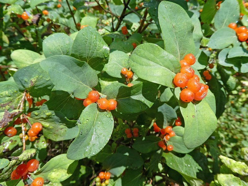 Dwarf Honeysuckle photo 5