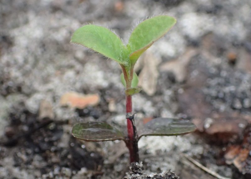 Dwarf Honeysuckle photo 7