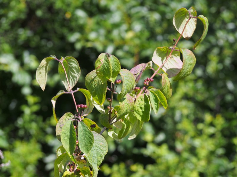 Dwarf Honeysuckle photo 8