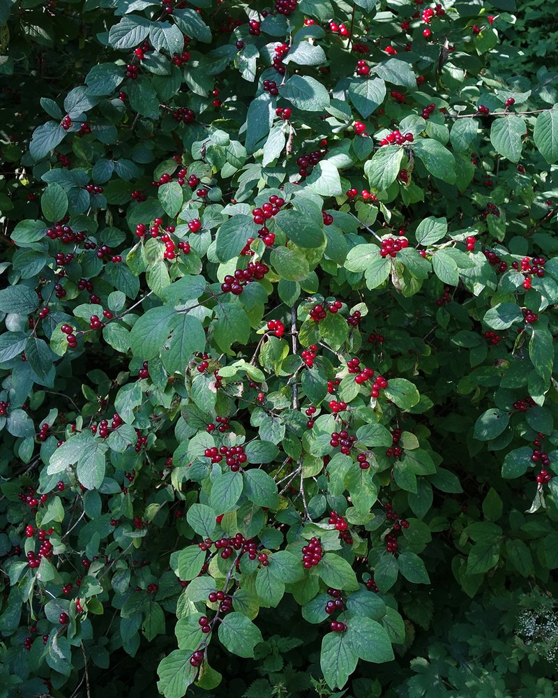 Dwarf Honeysuckle photo 4