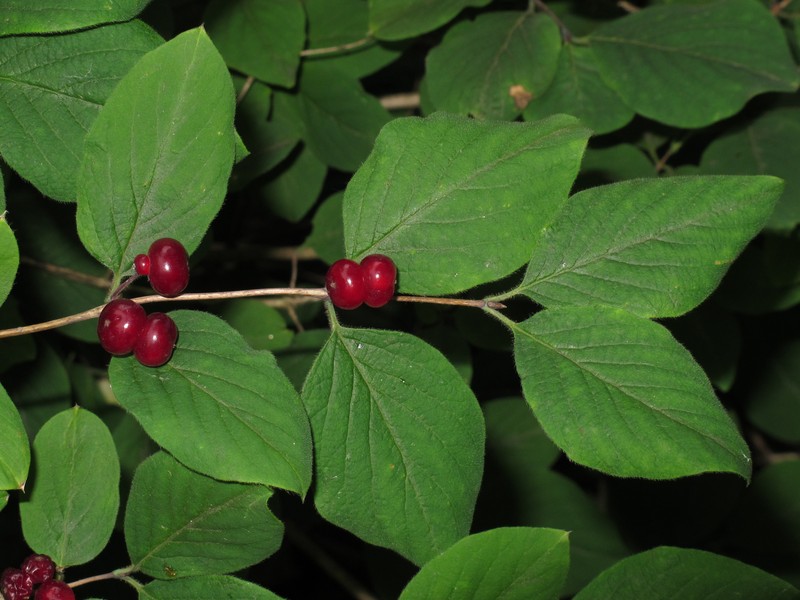 Dwarf Honeysuckle photo 2