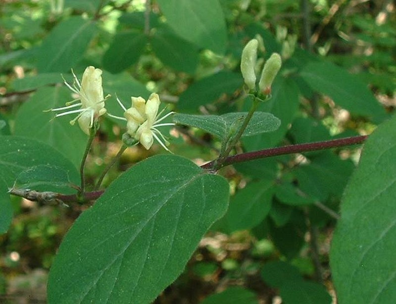 Dwarf Honeysuckle