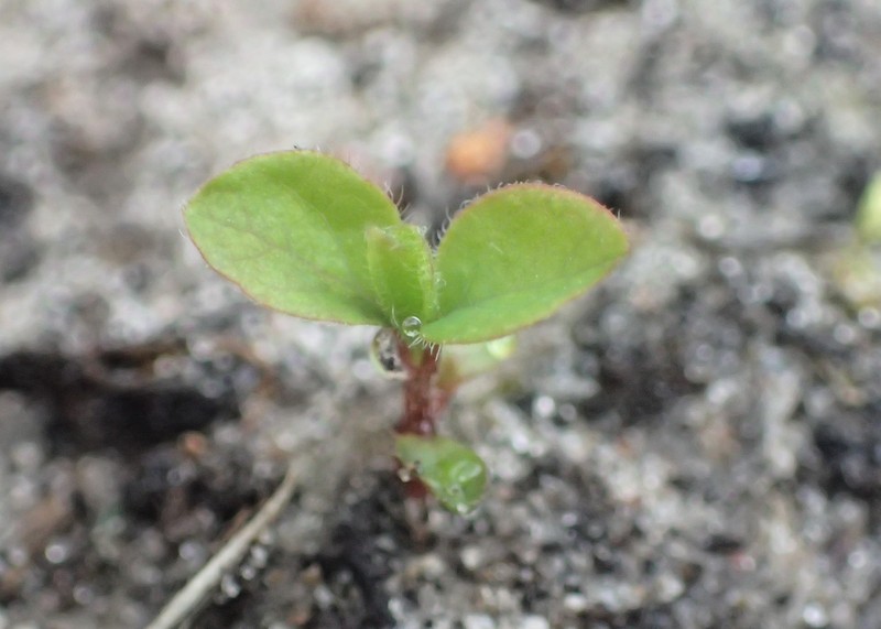 Dwarf Honeysuckle photo 3
